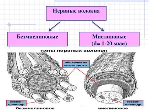 Миелиновые волокна и их роль