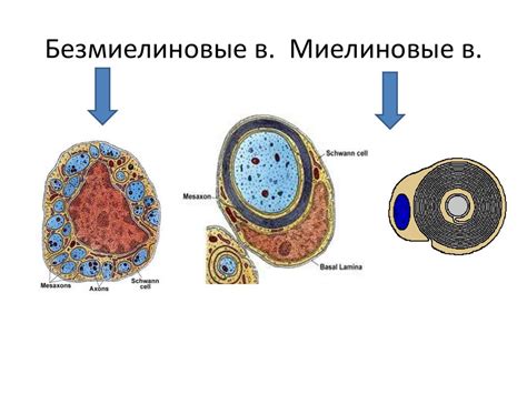 Миелиновые шейки и мембраны