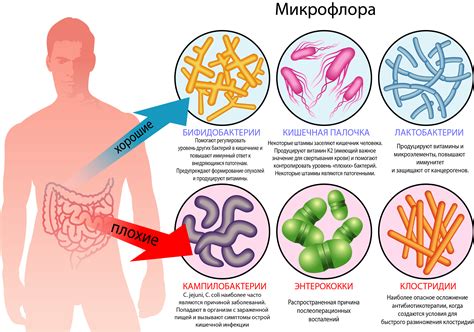 Микрофлора здорового человека: состав и роль в организме