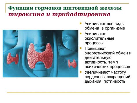 Миндалевидная железа: роль и функции