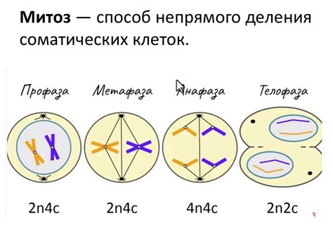 Митоз и онкология