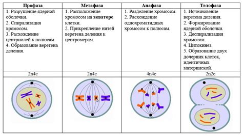 Митоз – что это?