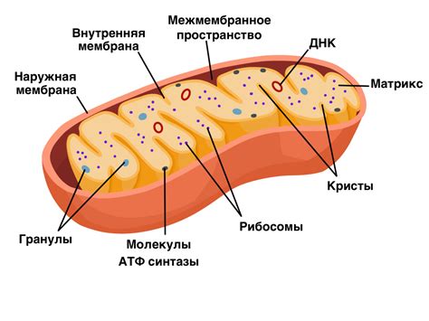 Митохондрии, энергетический завод клетки