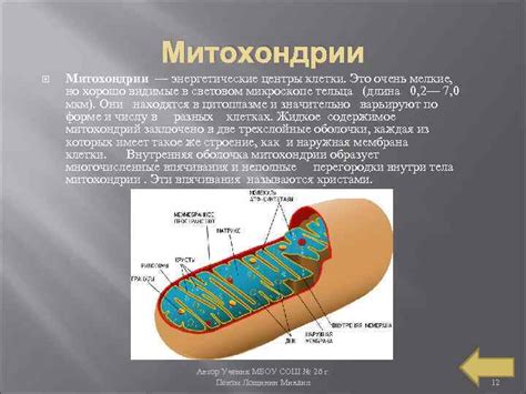 Митохондрии: энергетические центры клетки