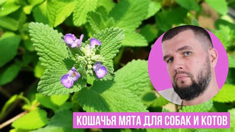 Миф или реальность: кошачья мята для собак