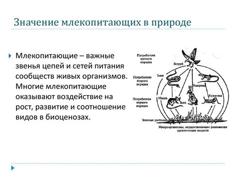 Млекопитающие: особенности, классификация, роль в окружающем мире