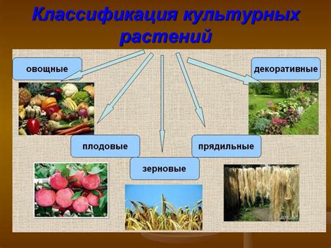 Многообразие растений: виды и классификация