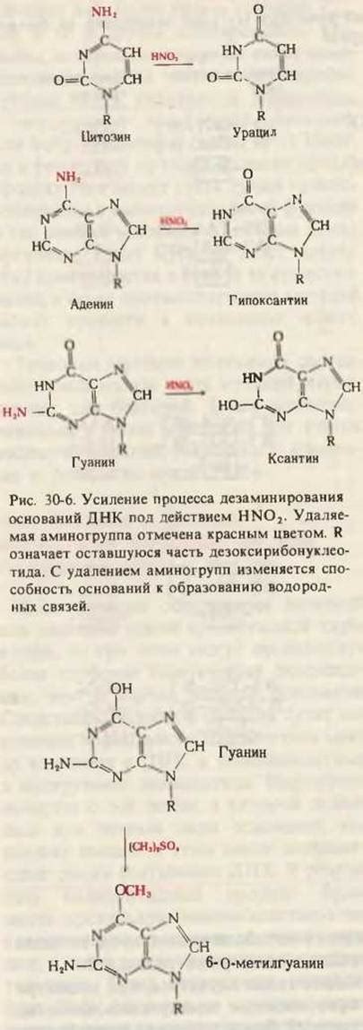 Может ли быть это генетической чертой?