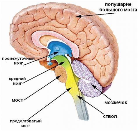 Мозг и его отделы