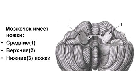 Мозжечковые стволы