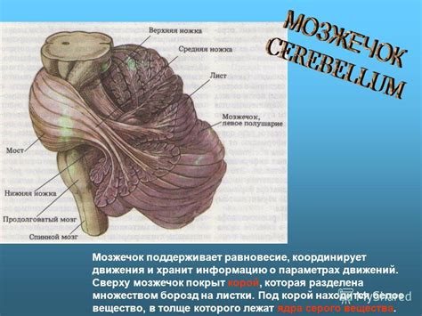 Мозжечок и его влияние на координацию движений и равновесие