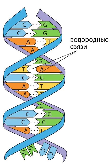 Молекулы ДНК и РНК