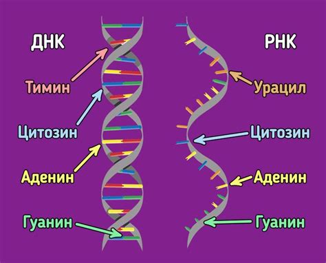 Молекулы ДНК и РНК: общие черты