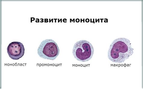 Моноциты: роль и функции в организме