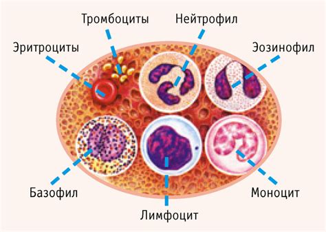 Моноциты в крови у ребенка: что это такое?