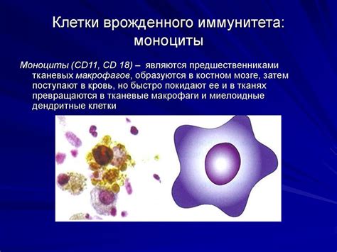 Моноциты и их роль в опухолевом процессе