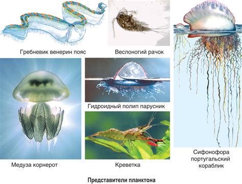 Морфологическая адаптация животных в морской среде