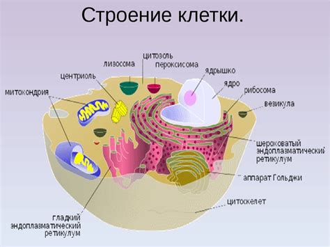 Морфологическая структура клеток