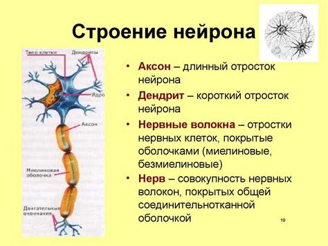 Моторные нейроны и их функции