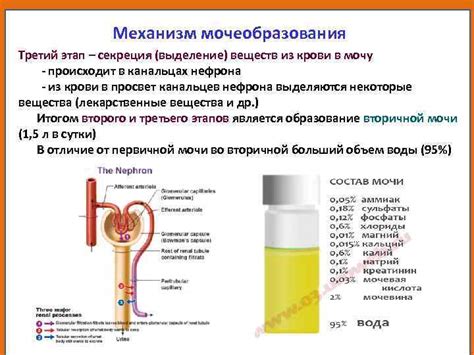 Мочевой пузырь: сохранение и удаление мочи