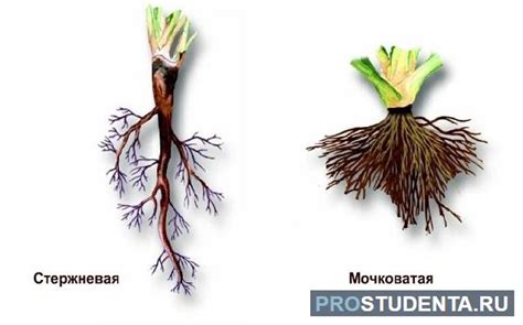 Мочковатая и стержневая корневая системы: особенности