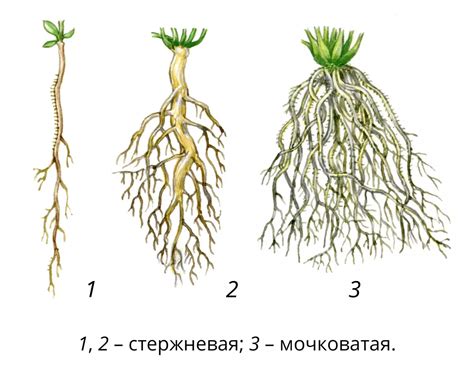 Мочковатая корневая система: строение и функции