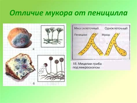 Мукор ракемозус: осложнения и профилактика