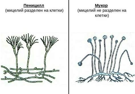 Мукор ракемозус: причины и симптомы