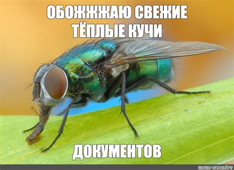 Мухи во сне