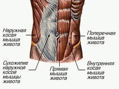 Мышцы брюшной стенки справа