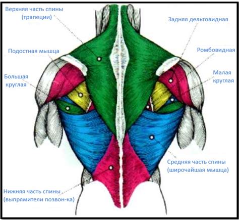 Мышцы спины