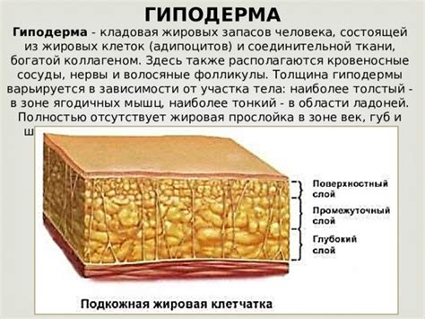 Мякоть и жировая прослойка: важные особенности двух видов хамона