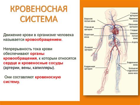 Нагрузка на сердце и кровеносную систему