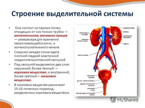 Надпочечники: важность для выделительной системы