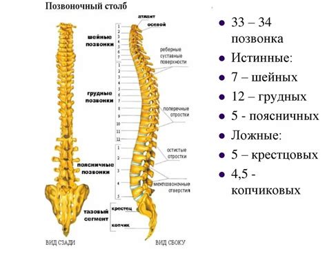 Надпоясничный позвоночник