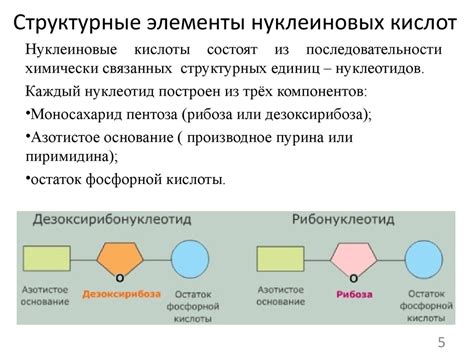 Назначение и функции нуклеиновых кислот