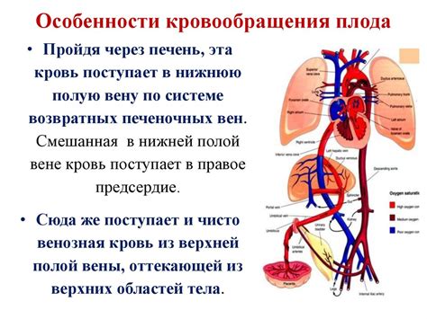 Нарушение кровообращения и работа сердечно-сосудистой системы