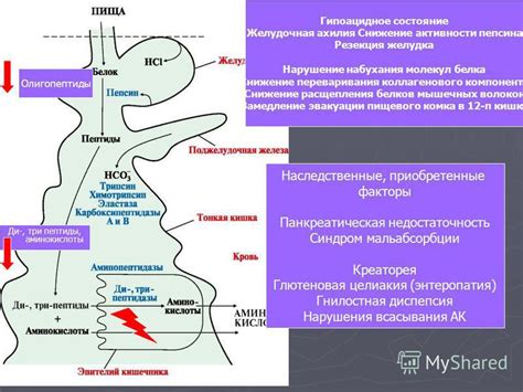 Нарушение процесса расщепления белков