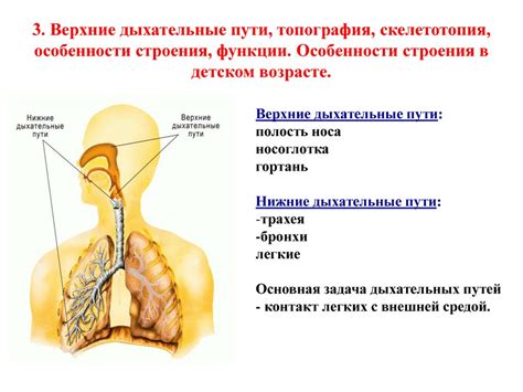 Нарушение структуры и функции дыхательных путей