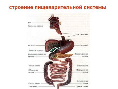 Нарушения в пищеварительной системе