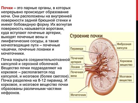 Нарушения в работе выделительной системы