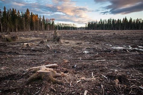 Наследие лесов: ценность природных ресурсов страны