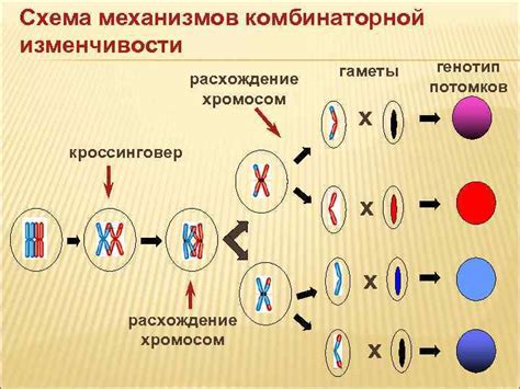 Наследственность в генетике