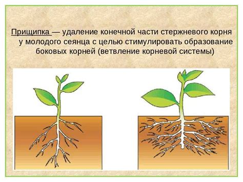 Натуральное развитие корневой системы