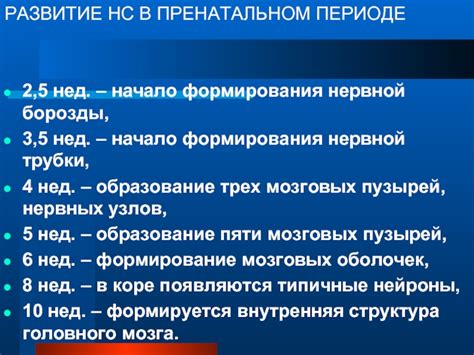 Начало формирования нервной системы