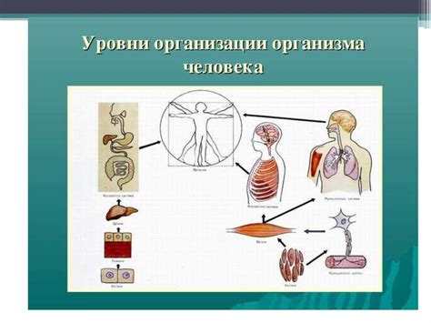 Начало формирования органов и систем