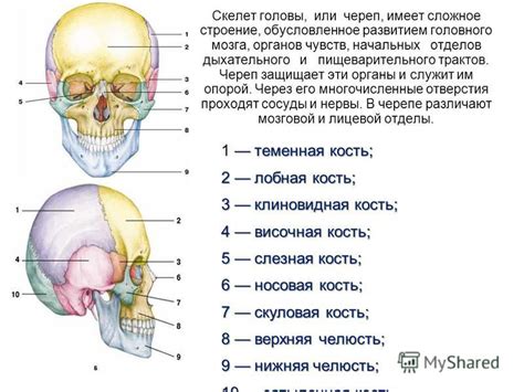 Начертание головы и тела