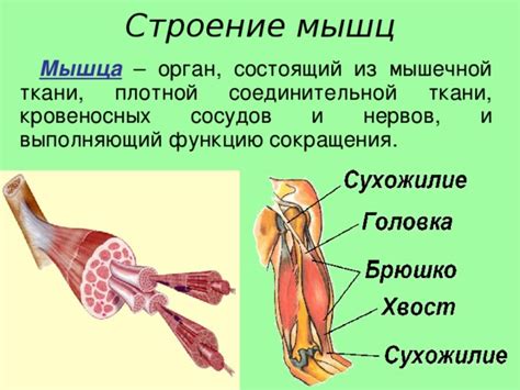 Неверная работа мышц и нервов губ и языка