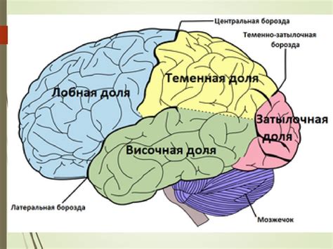 Неврологические нарушения и увечья головного мозга