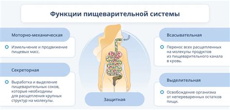 Недостаточное переваривание пищи